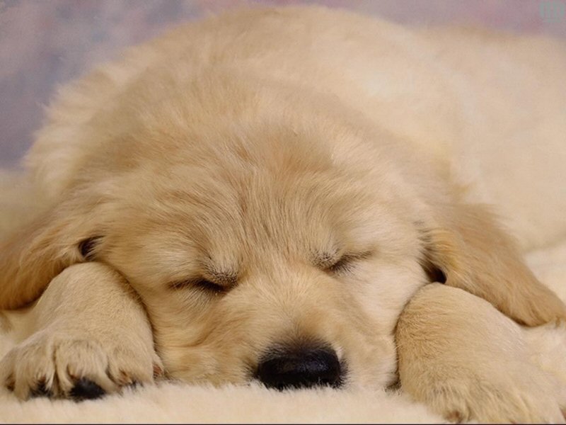 [sleeping_puppy_800.jpg]