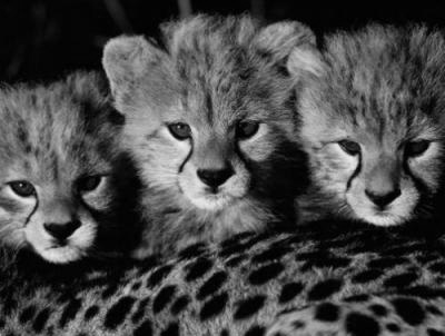 [Photography-Cheetah-227397.jpg]