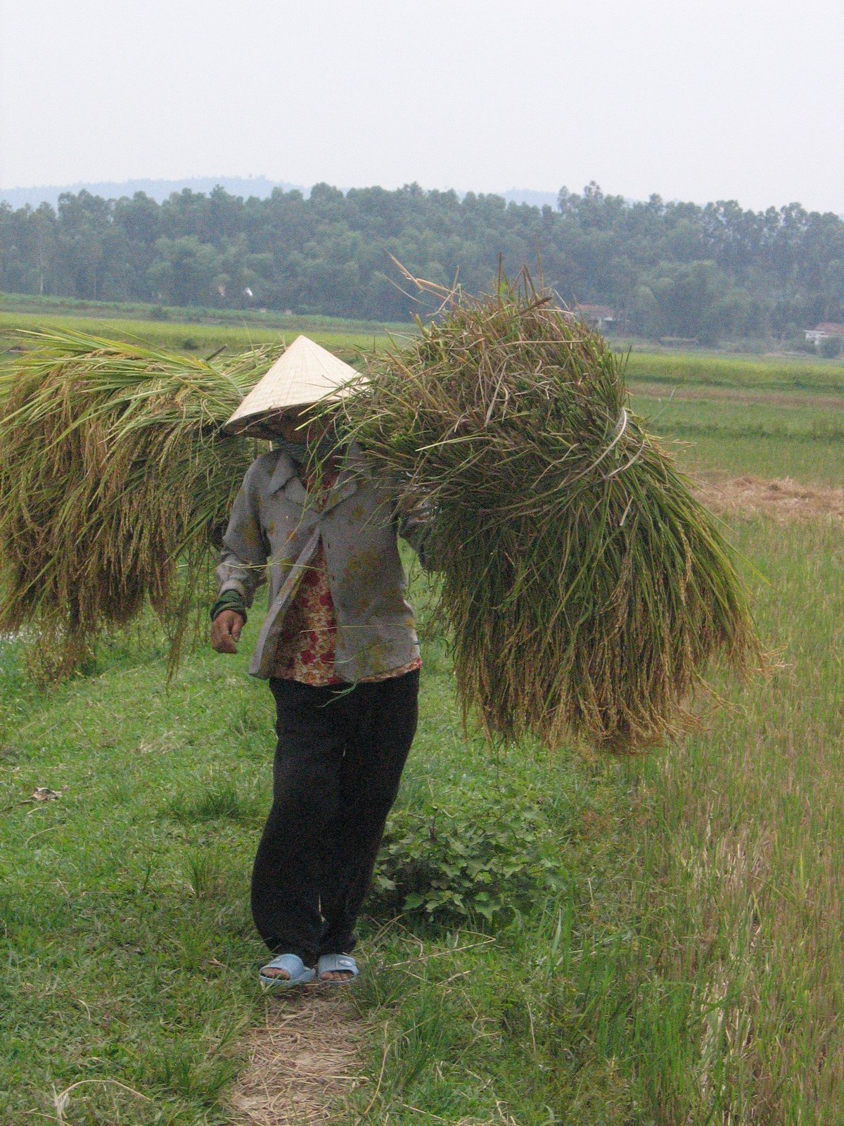 [Woman+Rice+Harvest.jpg]