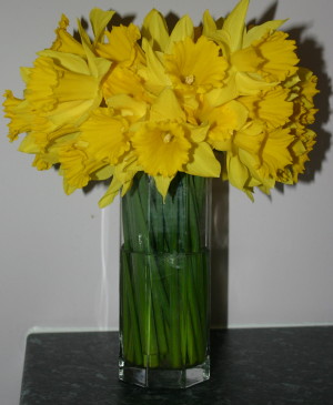 [Daffodils+in+vase.jpg]