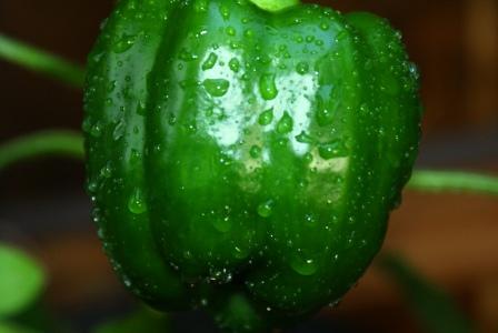 [green+pepper.JPG]