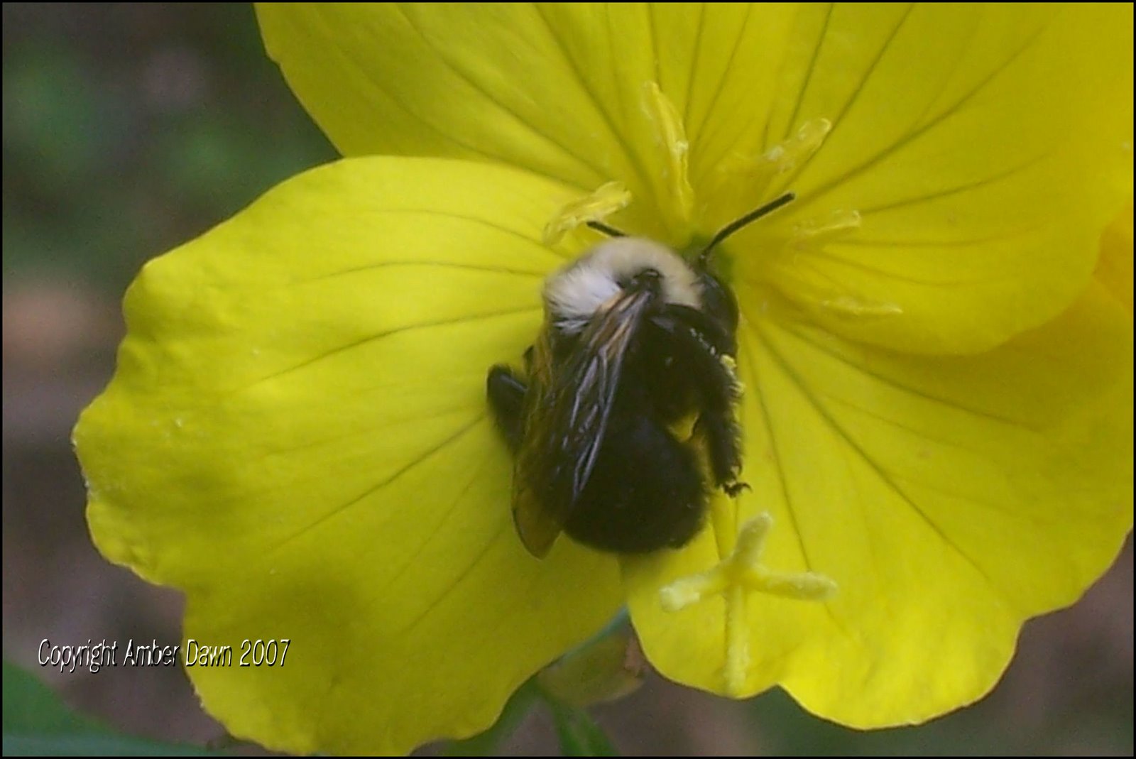 [Bee+on+yellow+flower.JPG]