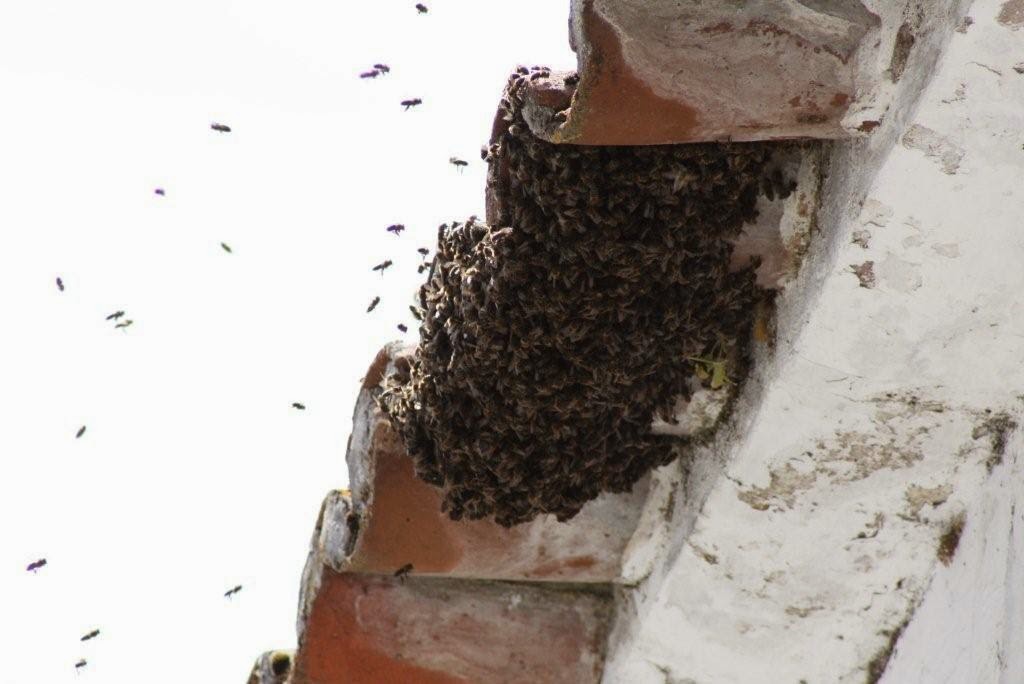 [abelhas2]