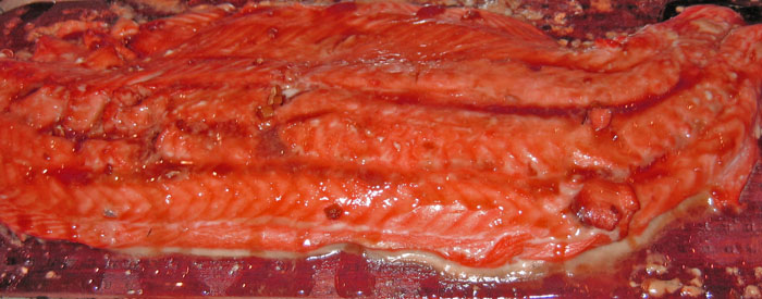 [cedar+planked+salmon+with+maple+glaze.jpg]