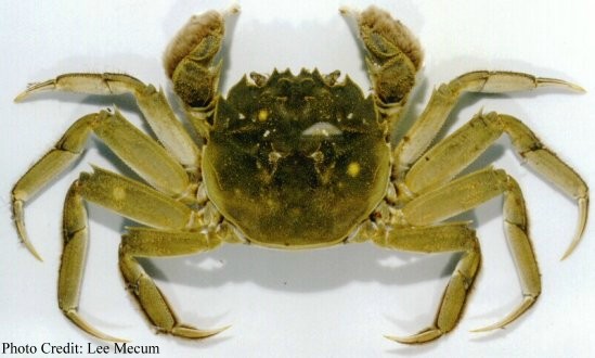 [crab2a.jpg]