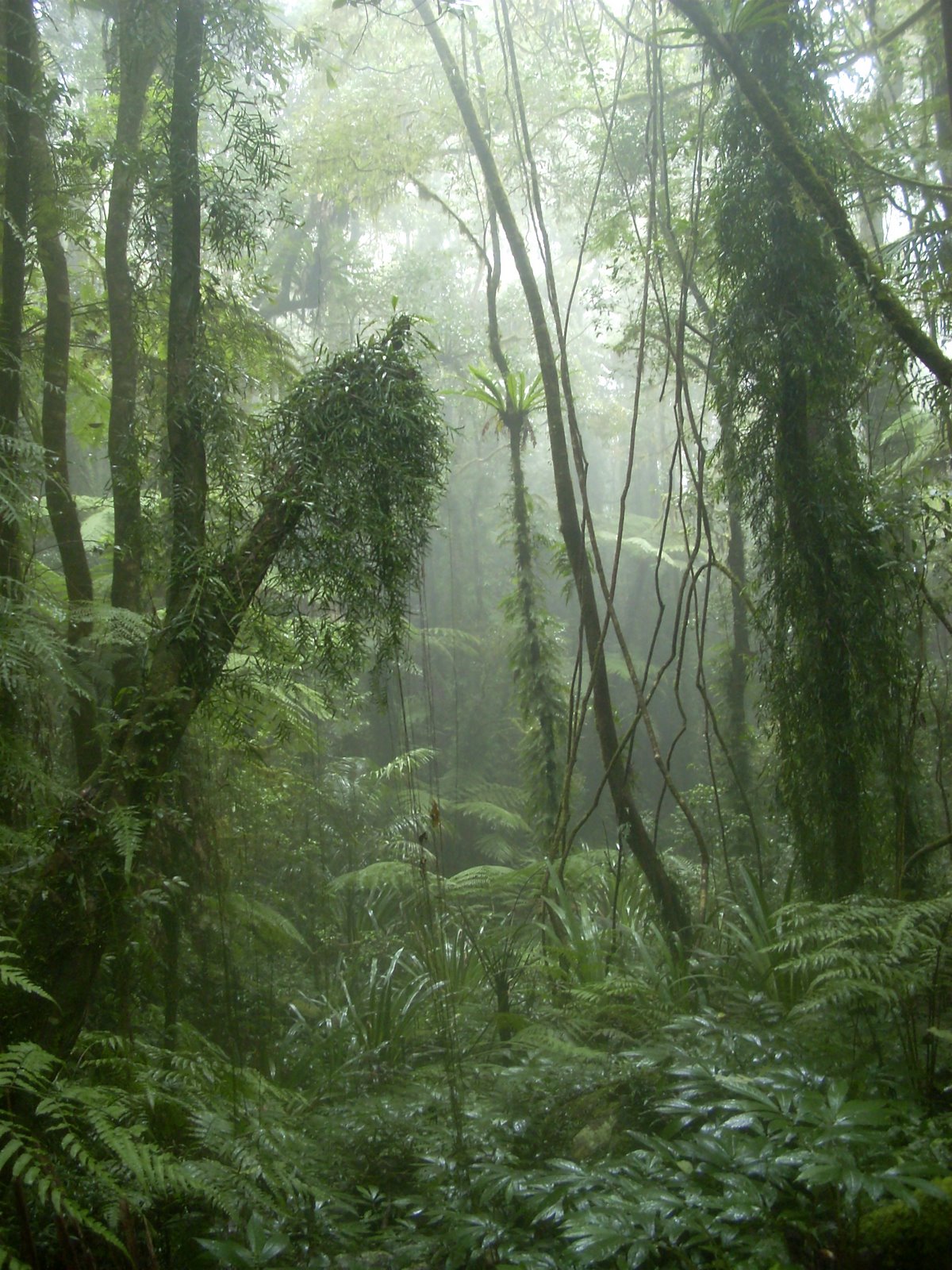 [rainforestmist.JPG]