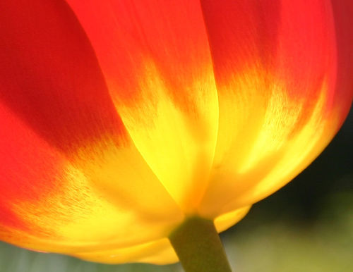 [tulips.jpg]