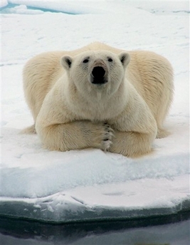 [polar+bear+barrow+alaska+by+mary+sage.jpg]