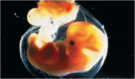 [human+embryo1.jpg]