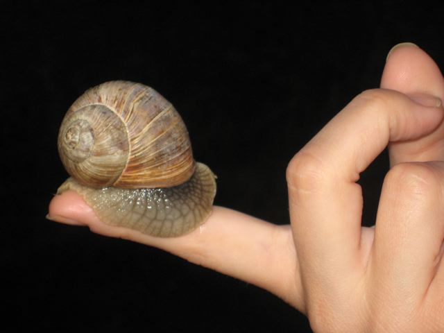 [Rozmberk+Snail.jpg]