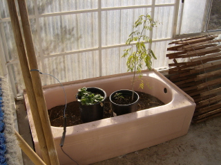 [strawberry+in+greenhouse.jpg]