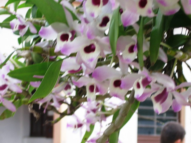 [orquídeas+-+Mata.JPG]