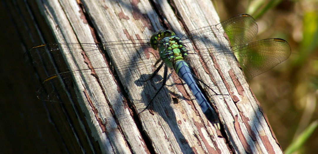 [dragonfly42_cropped_res.jpg]