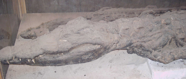[Mummified_Crocodiles.jpg]
