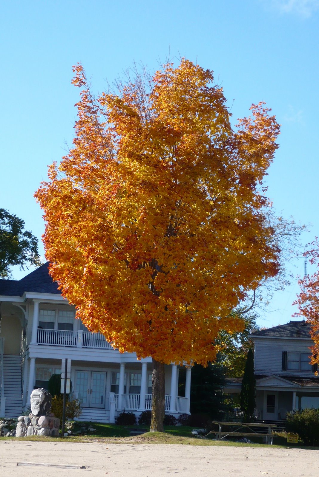 [Tree+on+Autumnal+Fire.JPG]