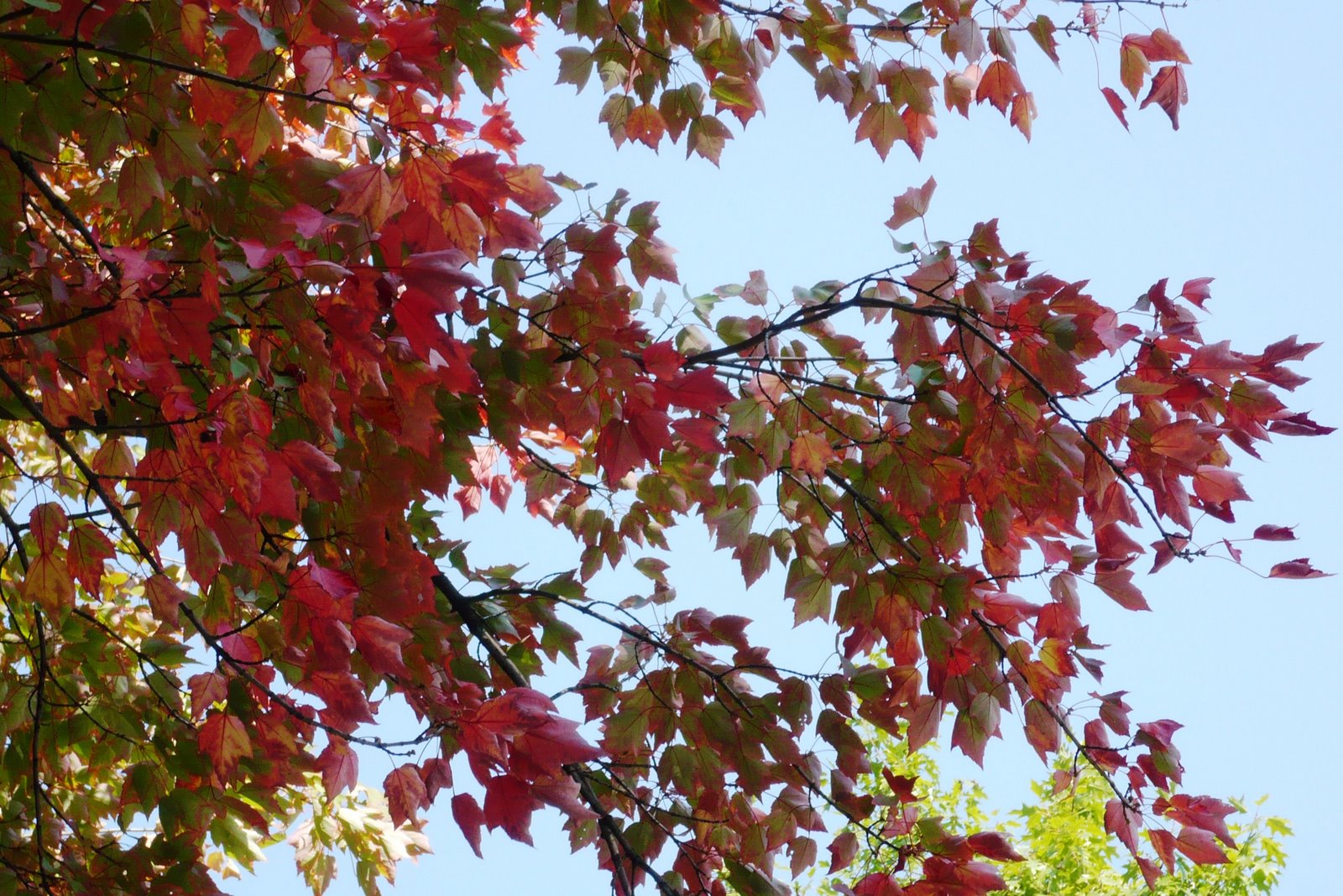 [Fall+leaves+2.JPG]