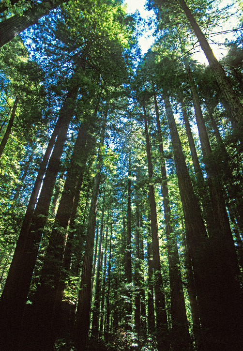 [Redwood%20Forest%20F1.jpg]