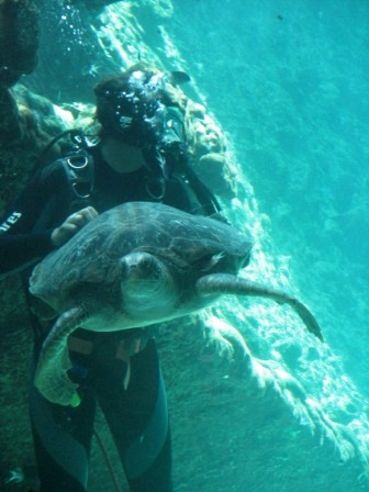 [Diver+with+Turtle.JPG]