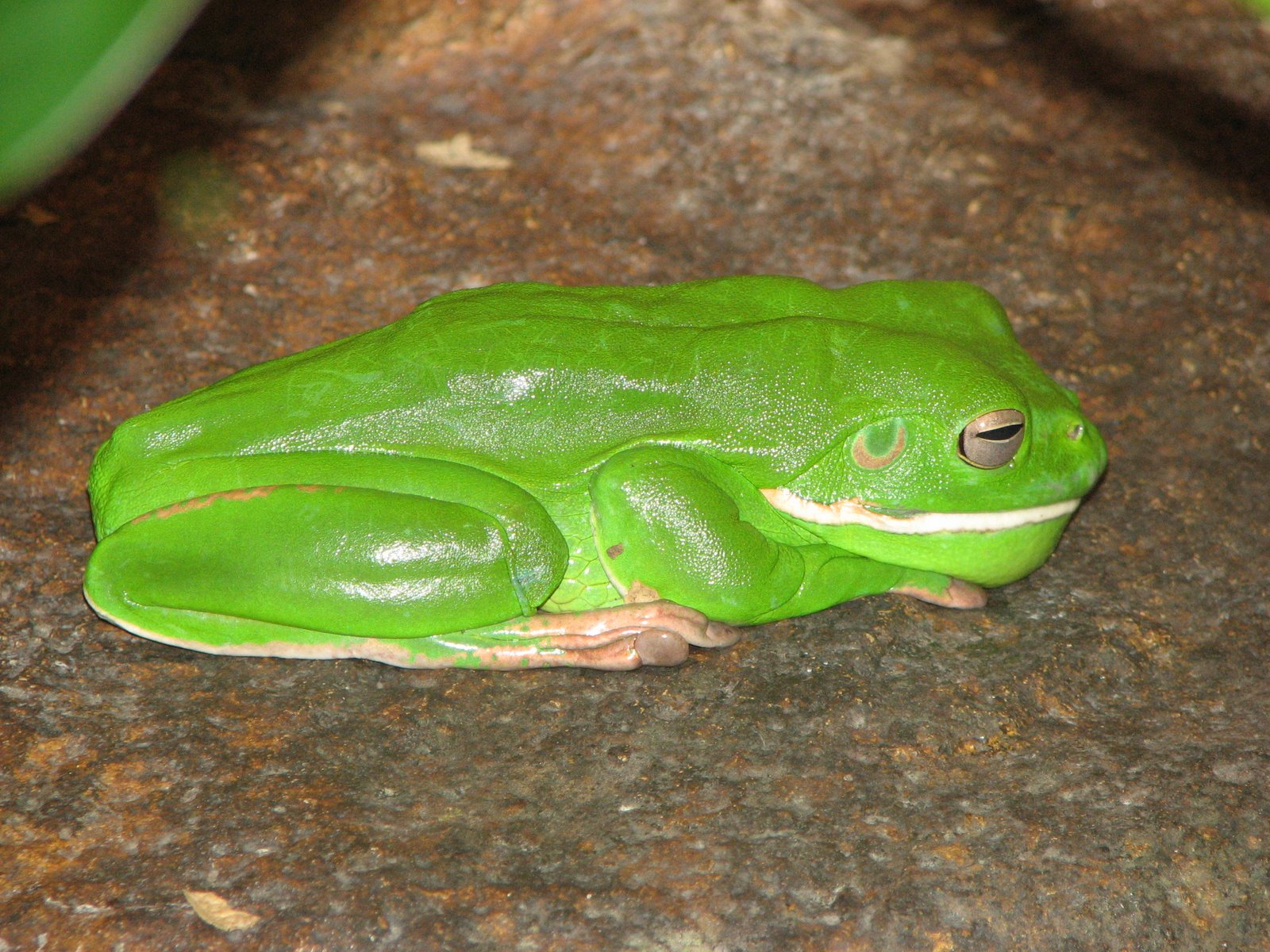[White+lipped+Green+frog.JPG]