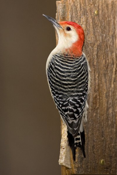 [9104_red+bellied+woodpecker.jpg]