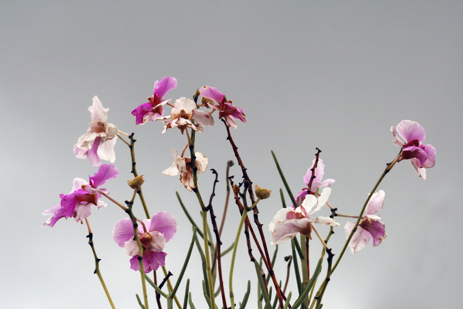 [Orchids+2.jpg]