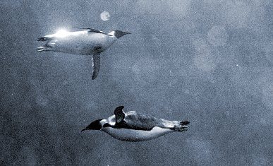 [PenguinsSwimming.jpg]
