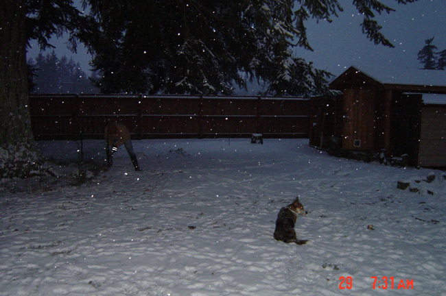[snowy+yard.jpg]