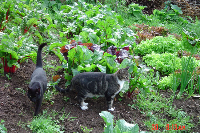 [garden+kitties.jpg]
