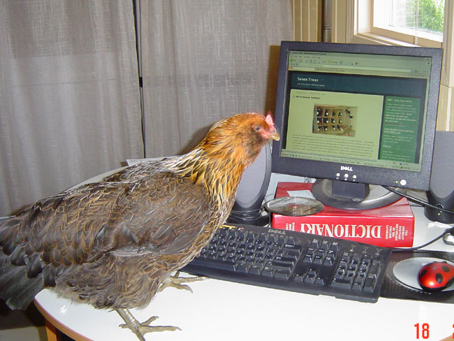 [hen+blogging.jpg]