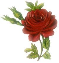 [red-rose.png]