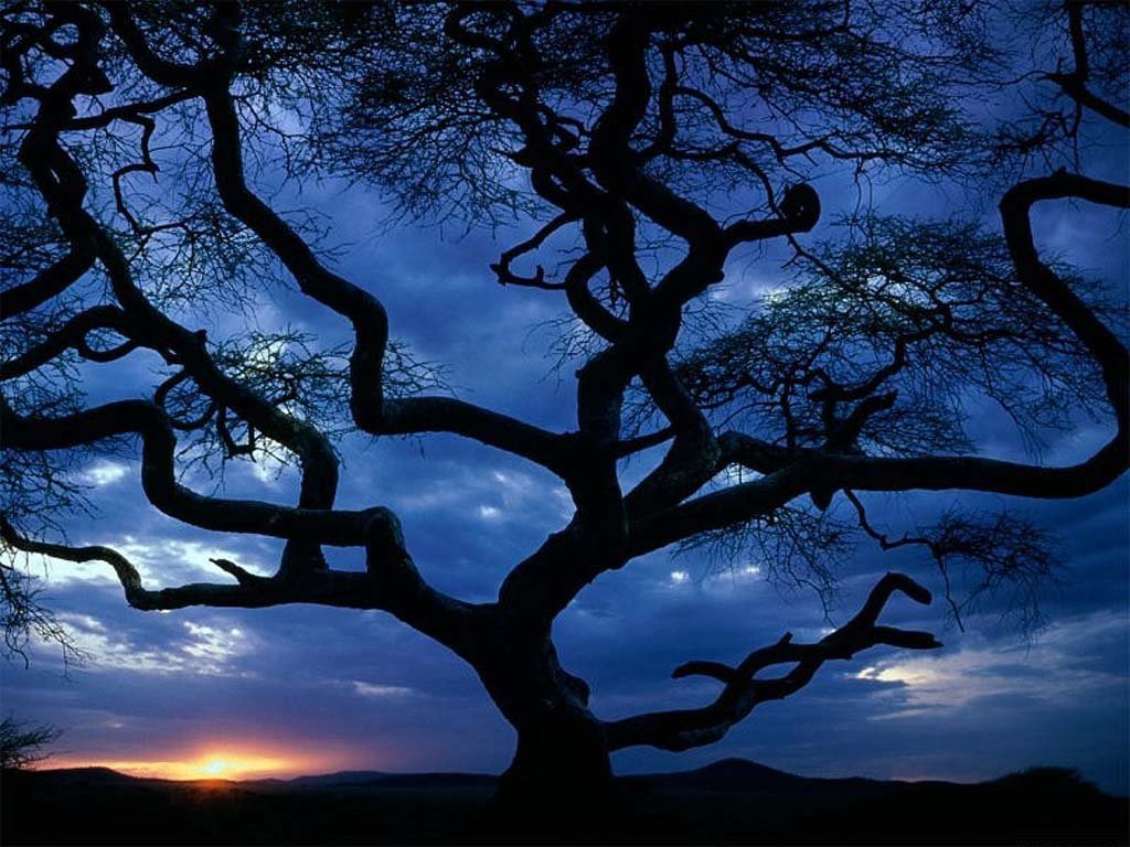 [34_Tanzania_tree_sceniclandscapes_naturewallpaper_l.jpg]