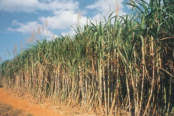 [sugarcane.jpg]