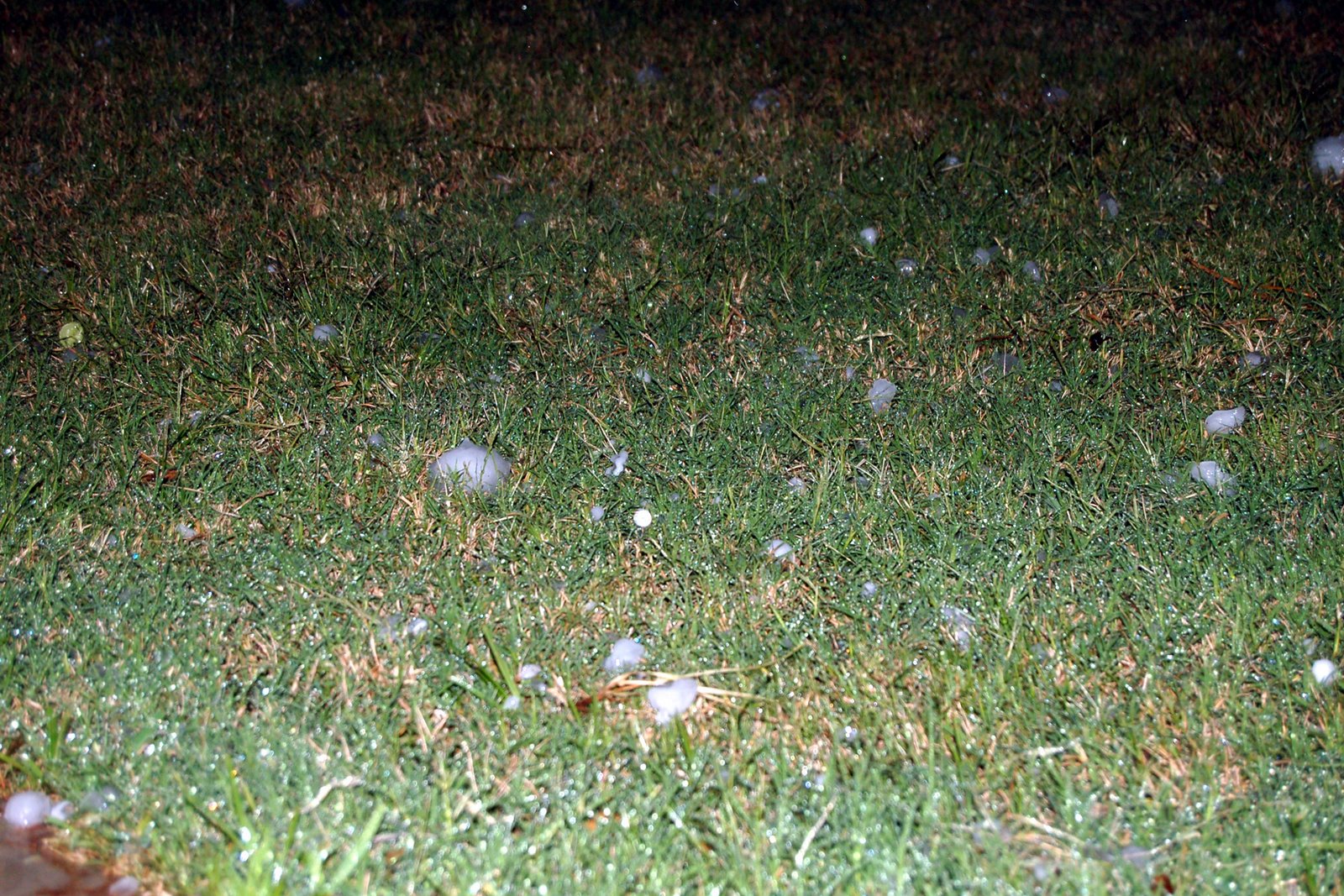 [hail+on+grass.jpg]