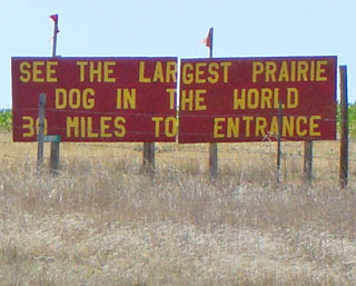 largest prairie dog
