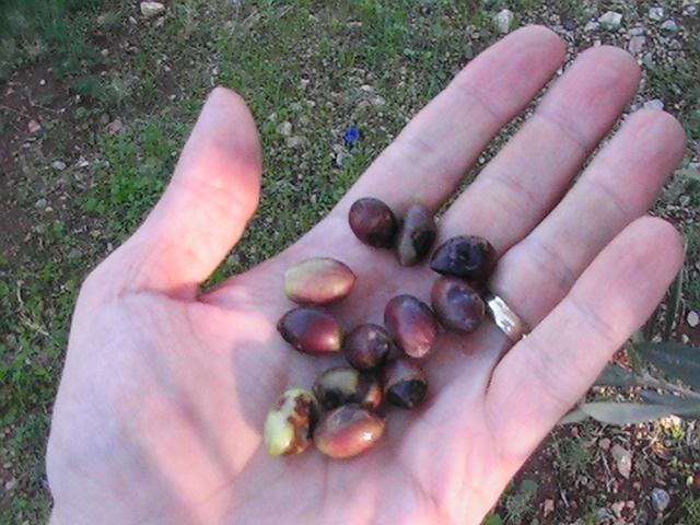 [picking+olives+(8).JPG]