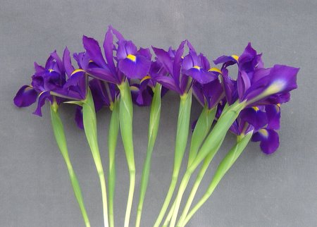 [Purple+Iris.jpg]