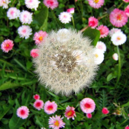 [dandelion_in_pink_flowers_crop.jpe]