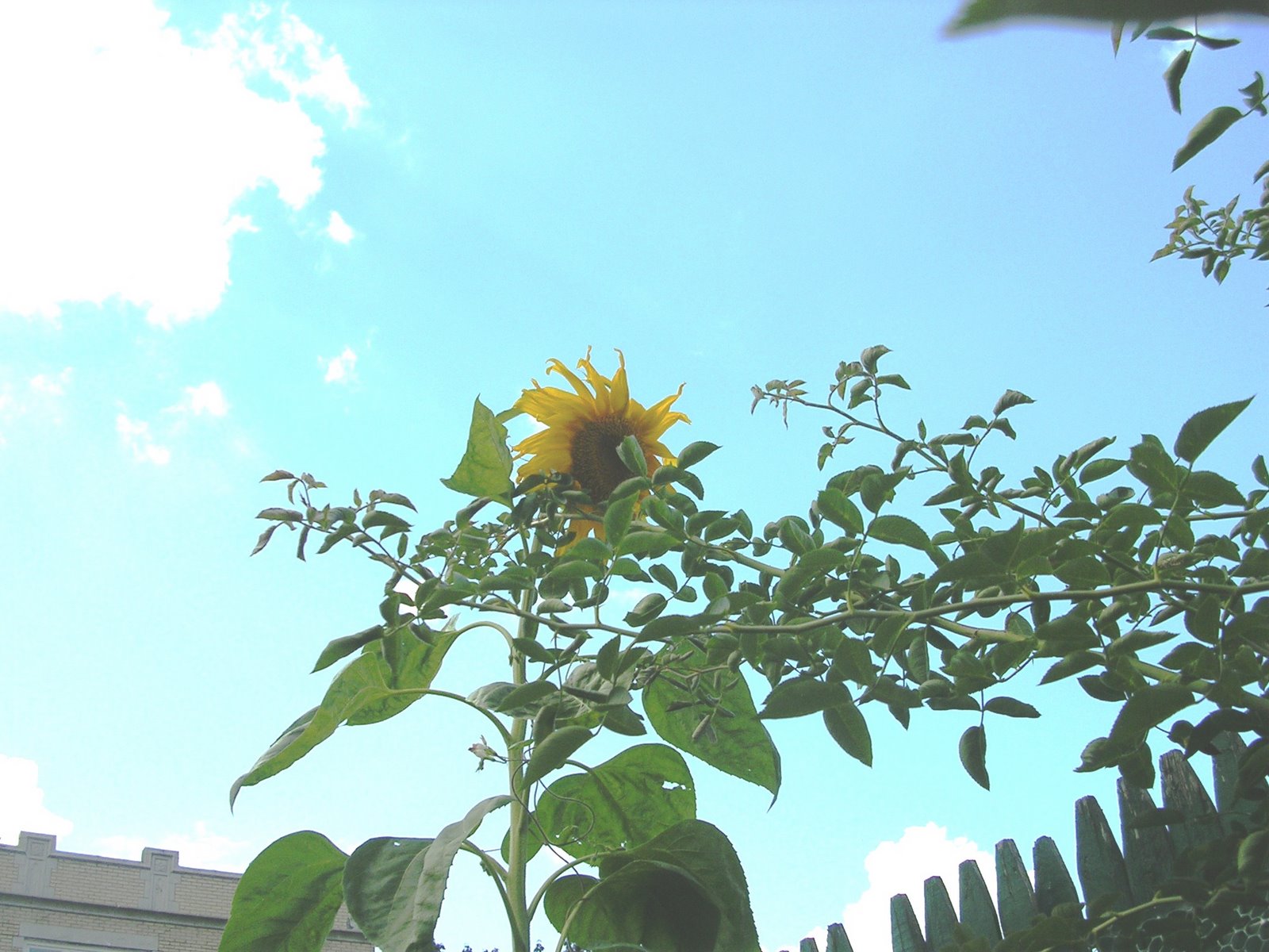 [sunflower5.JPG]