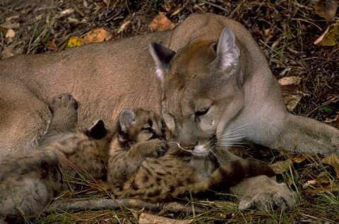 [Mother&Cubs.jpg]