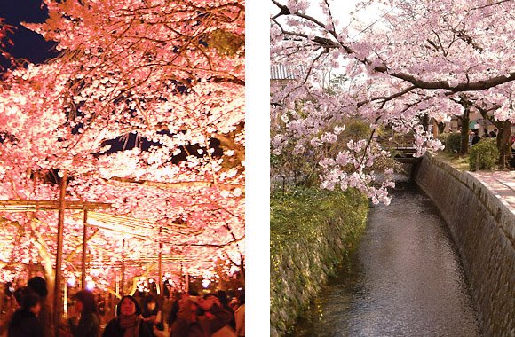 [kyoto_sakura_cherry-blossoms_4.jpg]