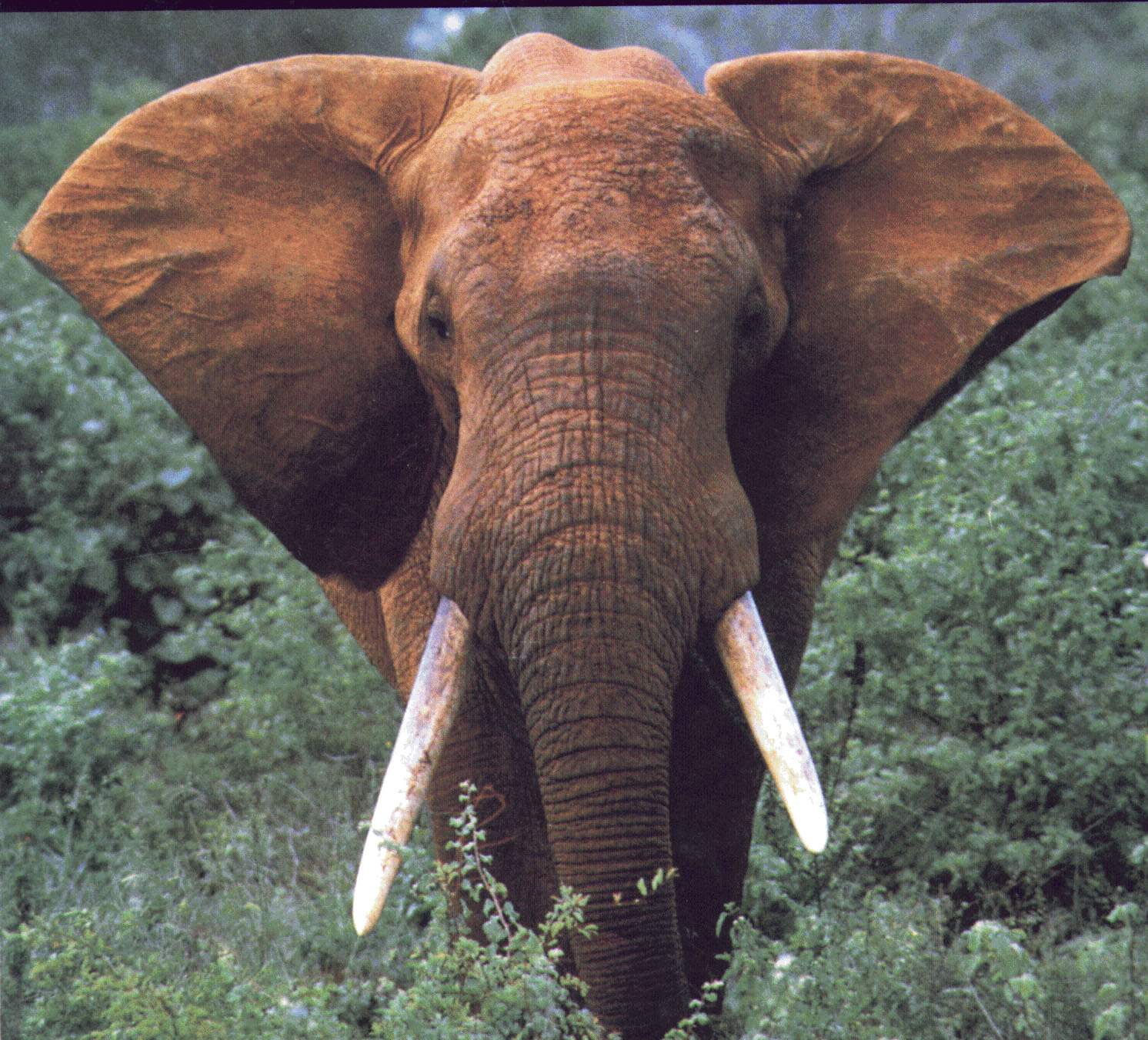 [african+elephant.jpg]