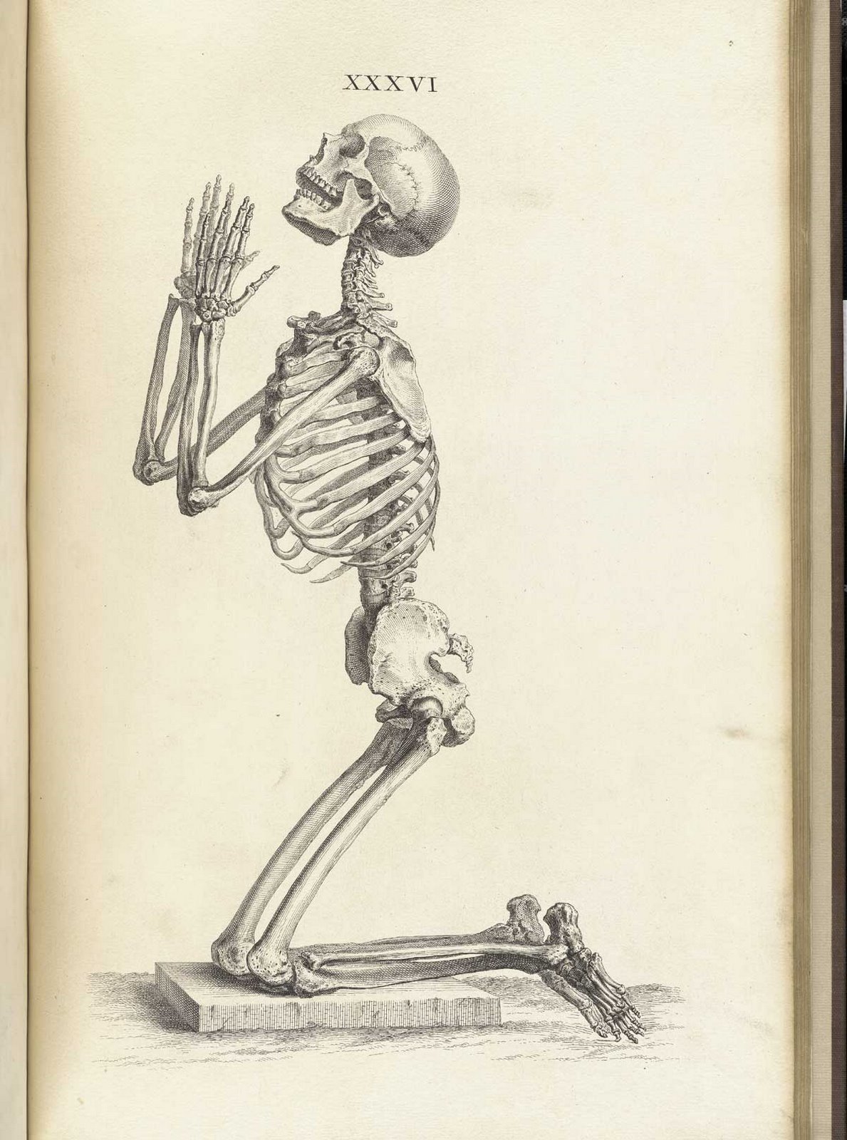 [skeleton+praying+cheselden_t36.jpg]