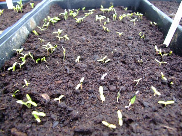 [seedlings.jpg]