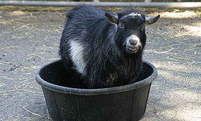[black-goat-in-bucket.jpg]