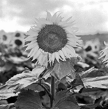 [sunflowerArnt Sneve.jpg]