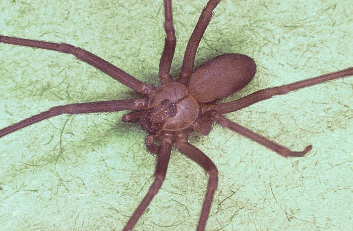 [brown+recluse+spider.jpg]