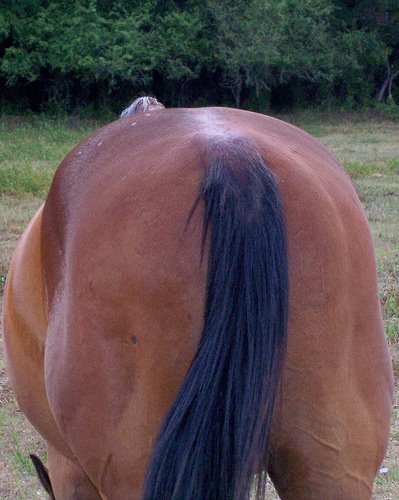 [horse's+ass.jpg]