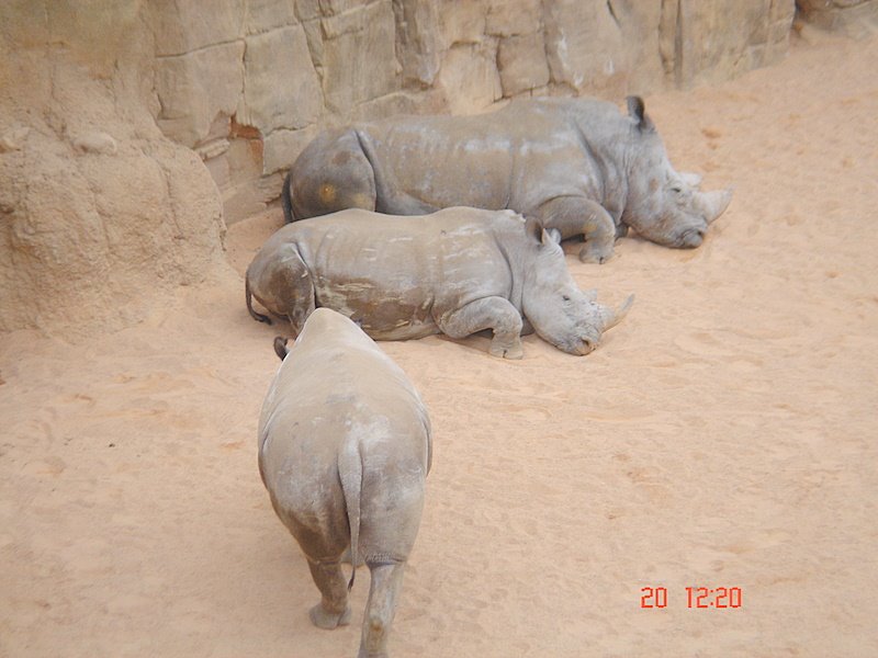 [rinoceronte.JPG]