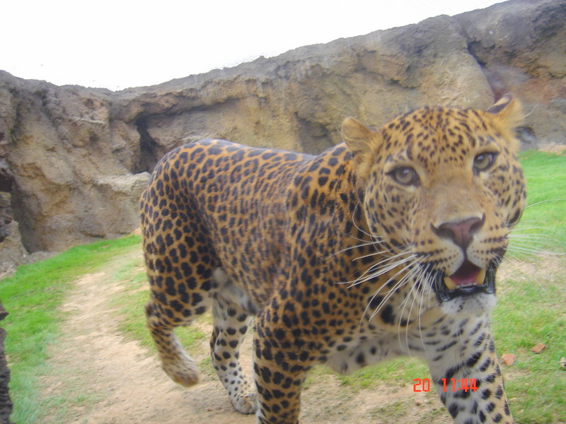 [leopardo.JPG]