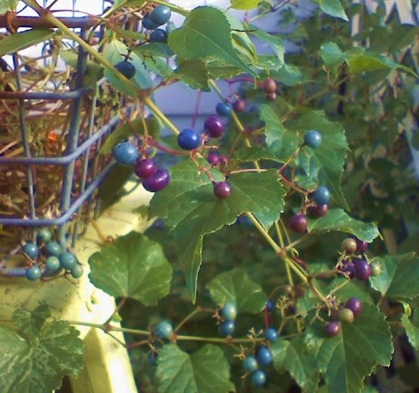 [berries-2.jpg]